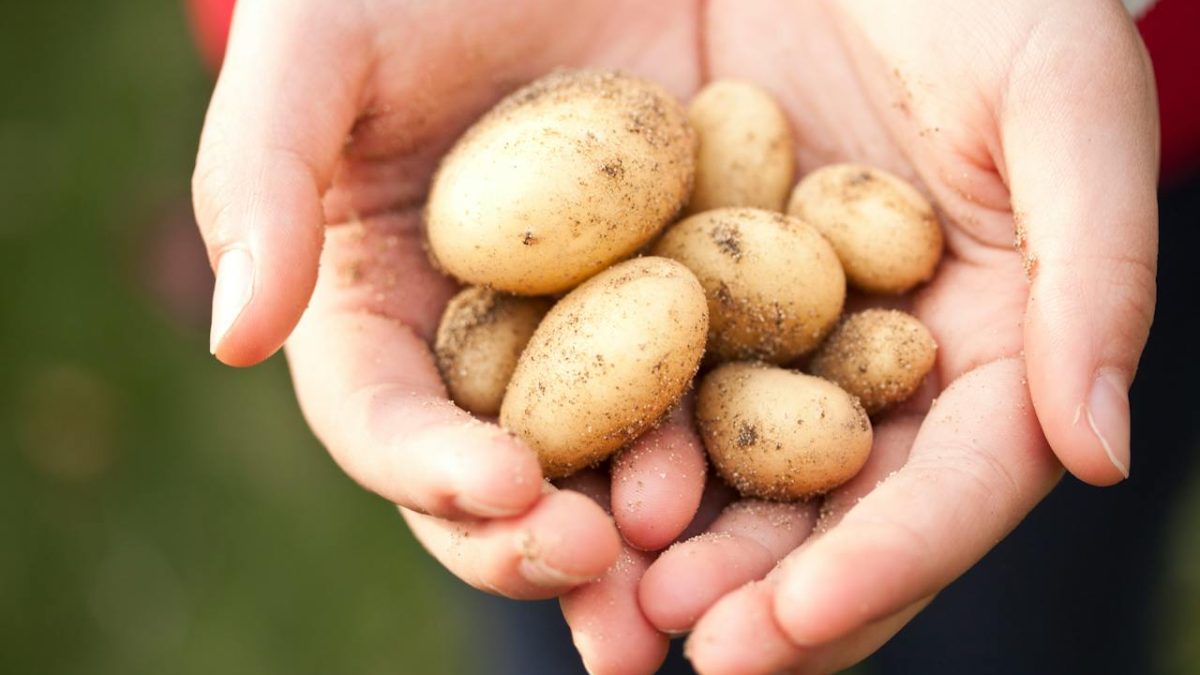 El mejor abono para las patatas