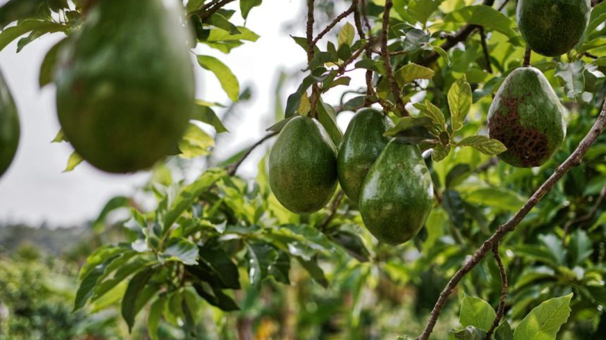 El mejor abono para los aguacates