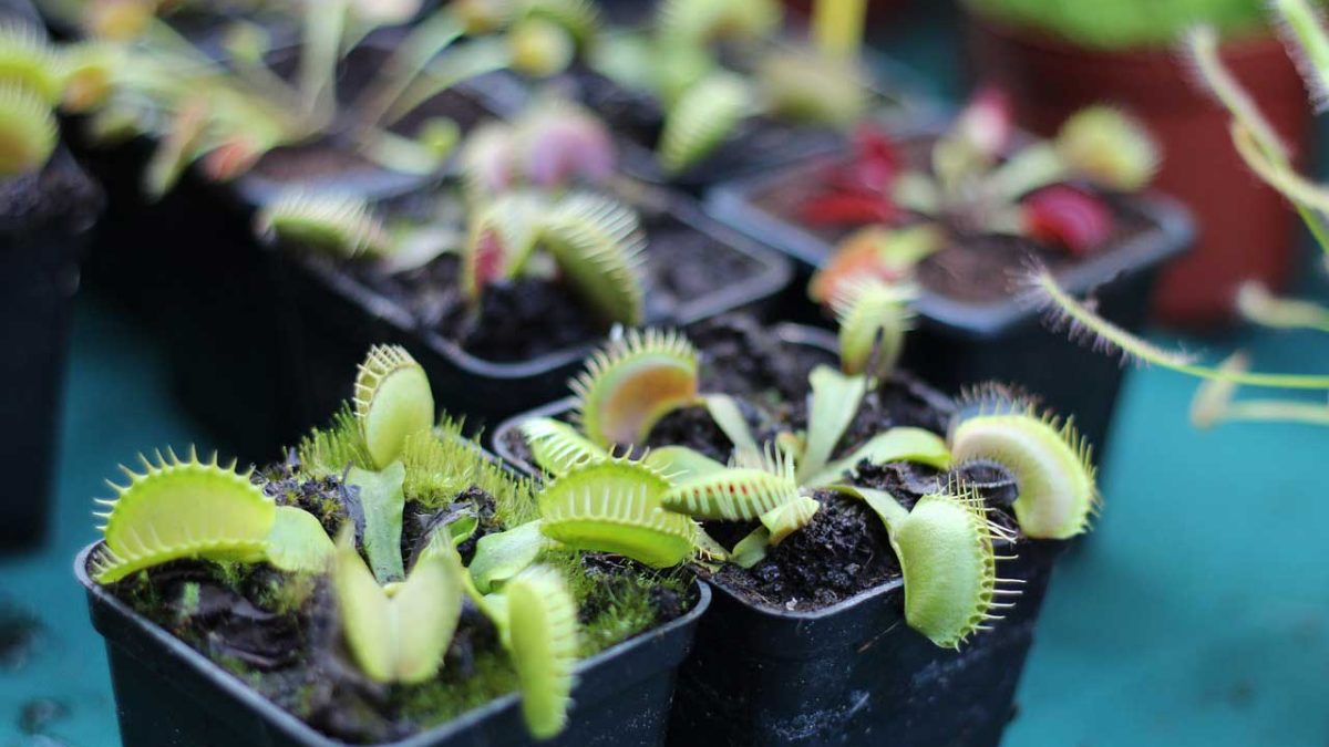 cual es el mejor abono para plantas de interior