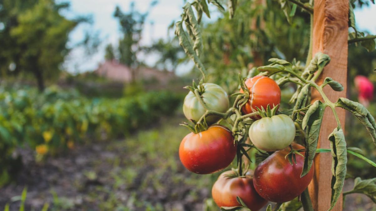 ¿Cuándo plantar tomates? Consejos para un cultivo efectivo