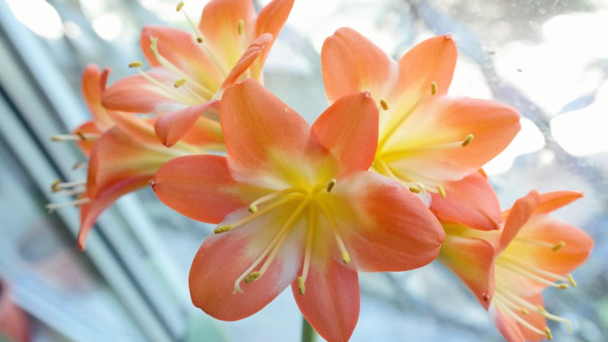 Cuidados de la Clivia