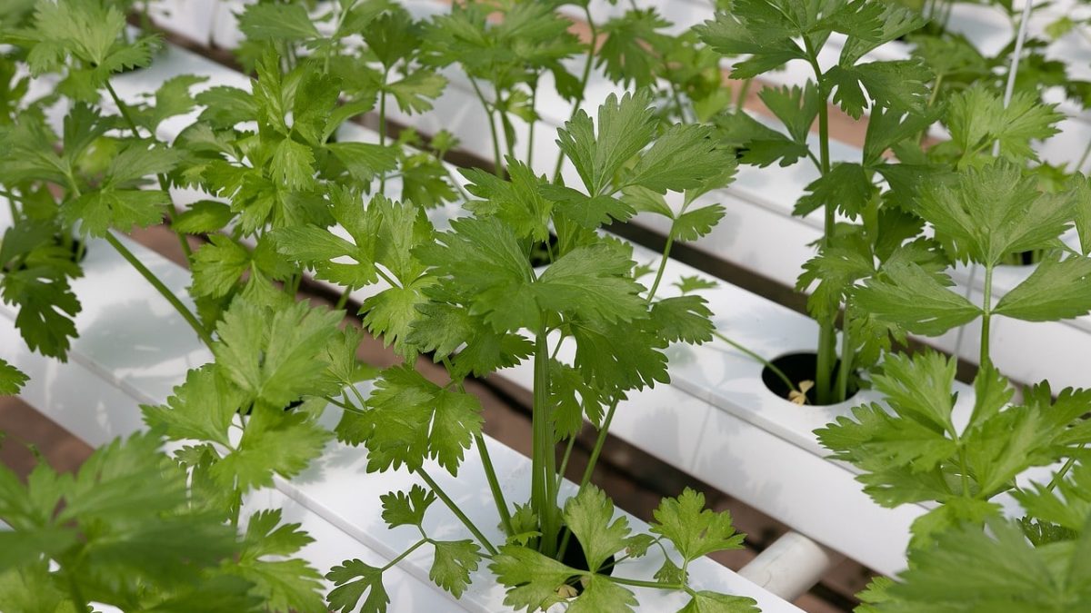 Cuidados del cilantro