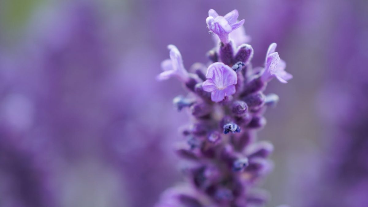 Cuidados Lavanda
