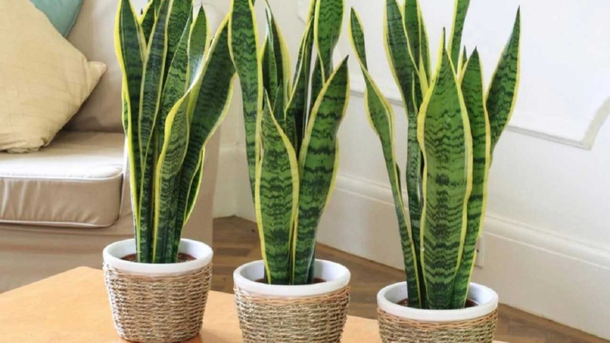 Cuidados lengua de suegra (Sansevieria)