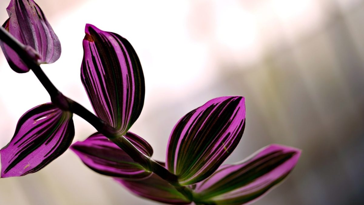Cuidados Tradescantia Zebrina