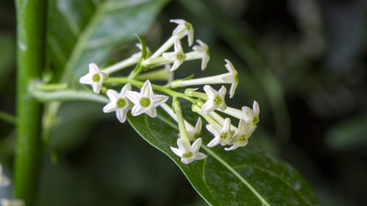 ¿Hay alguna diferencia entre dama de noche y galán de noche?