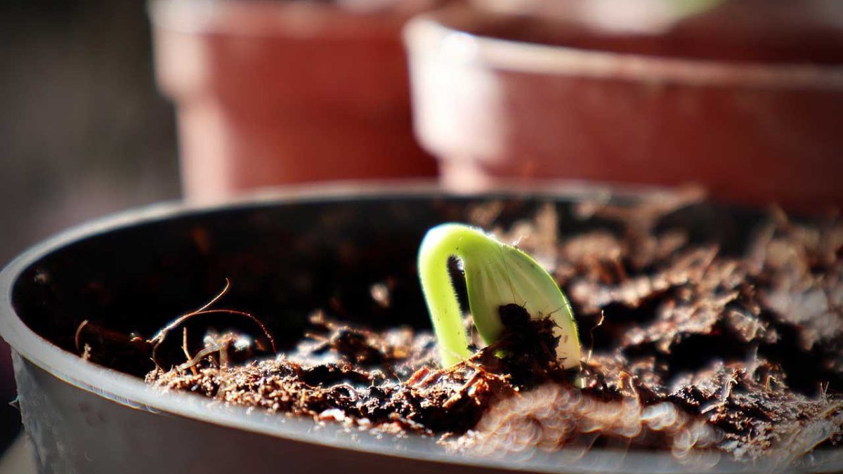 elegir la mejor tierra para plantas de interior