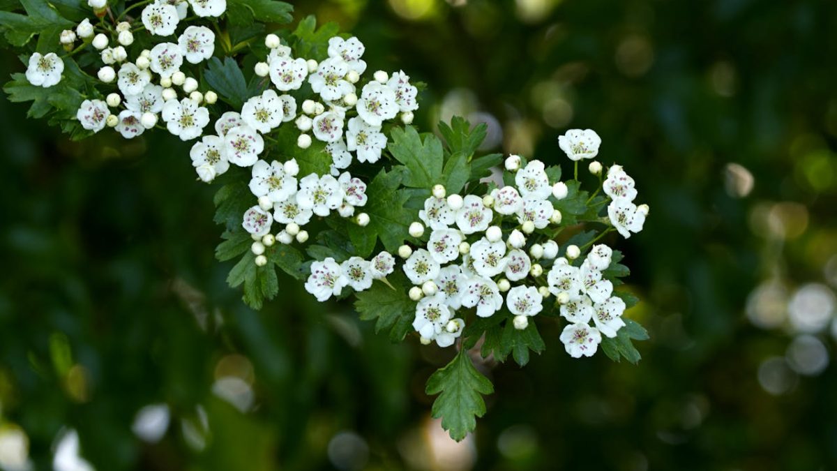 La mejor planta para el corazón y otras infusiones para la salud cardiovascular