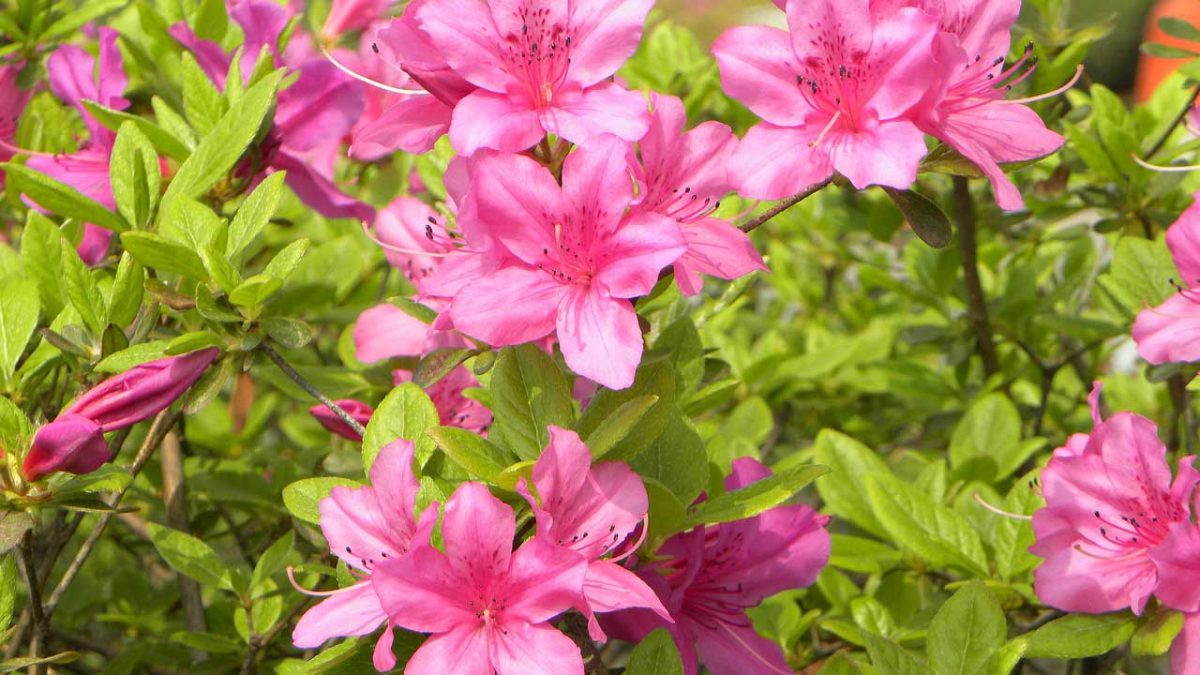 las 9 mejores plantas de exterior para la sombra