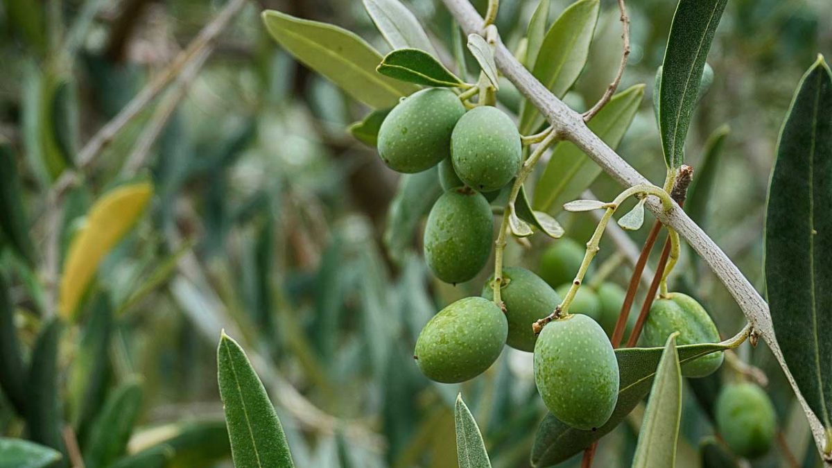 los arboles frutales mas rentables