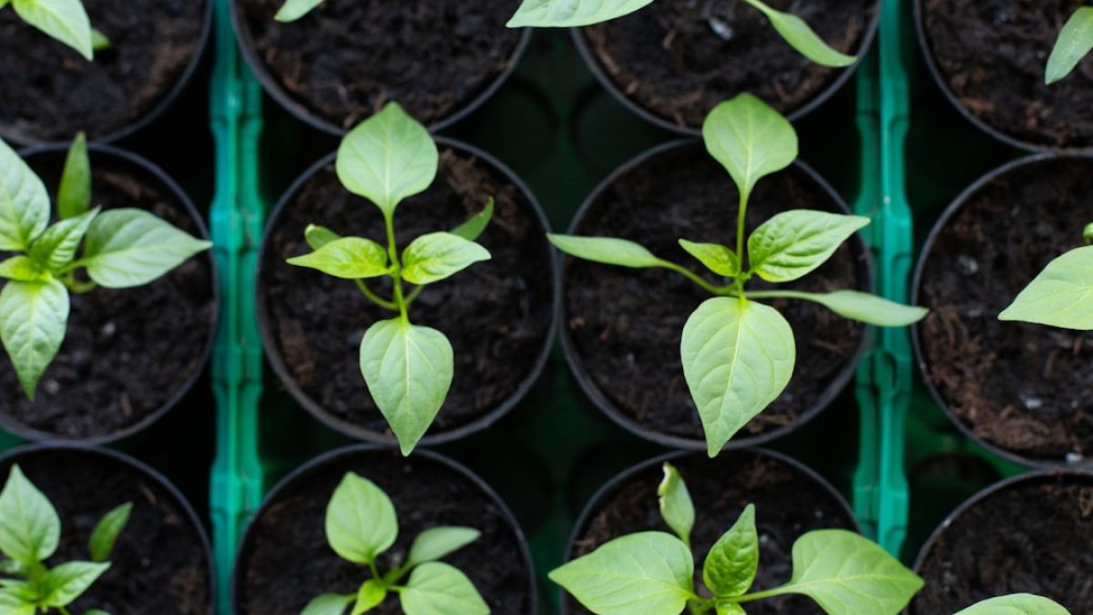 mejor epoca para trasplantar plantas de interior