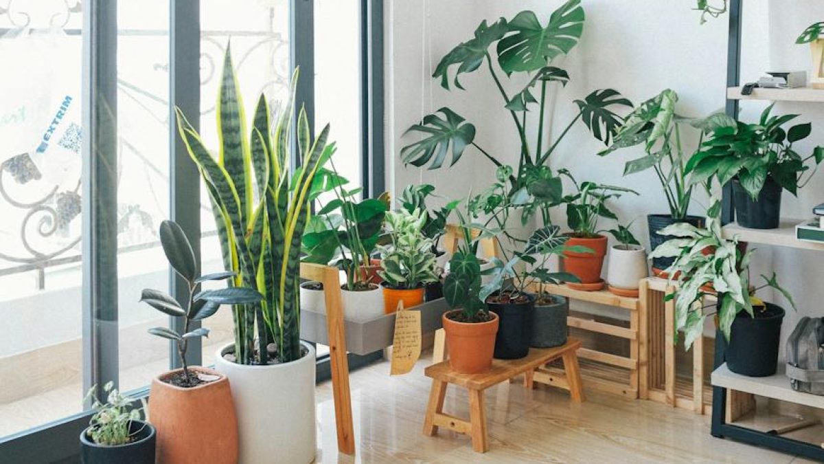 La mejor planta para absorber la humedad