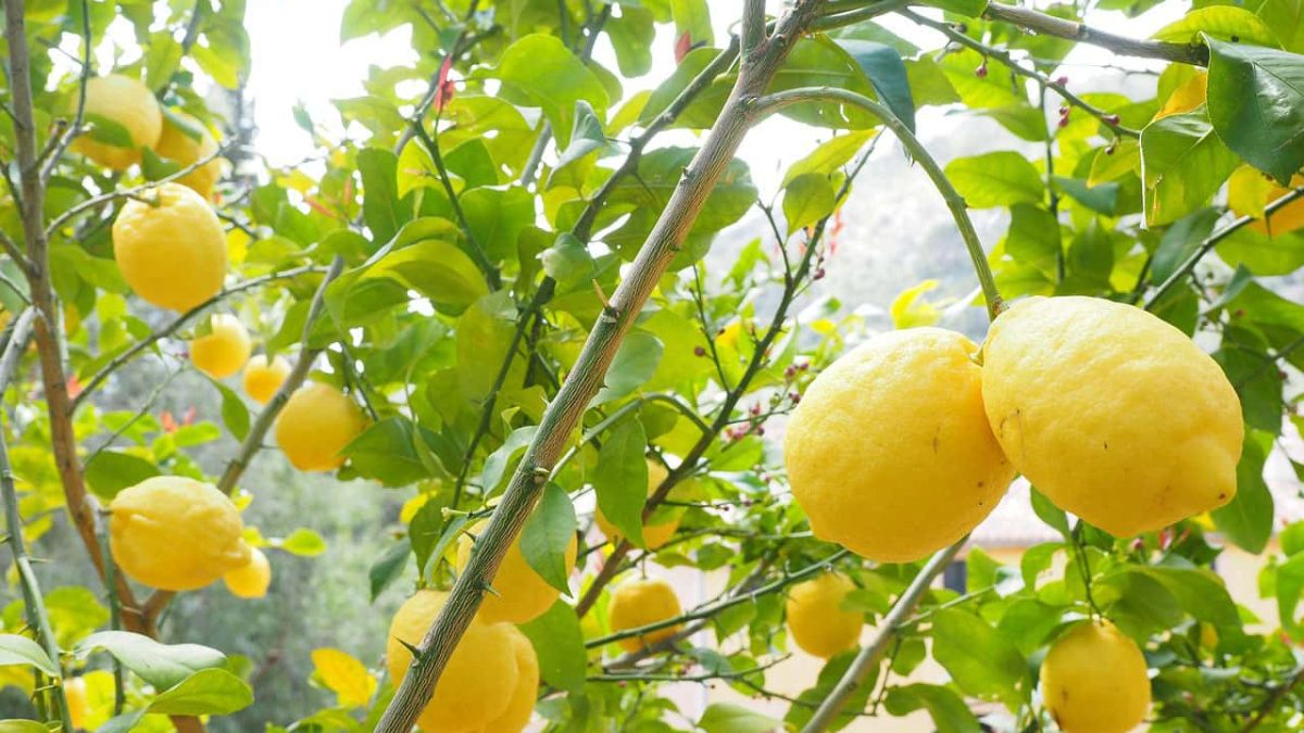mejores arboles frutales para plantar en tu jardin