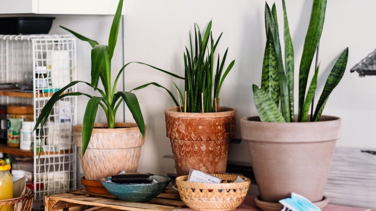 mejores plantas de interior que purifican el aire