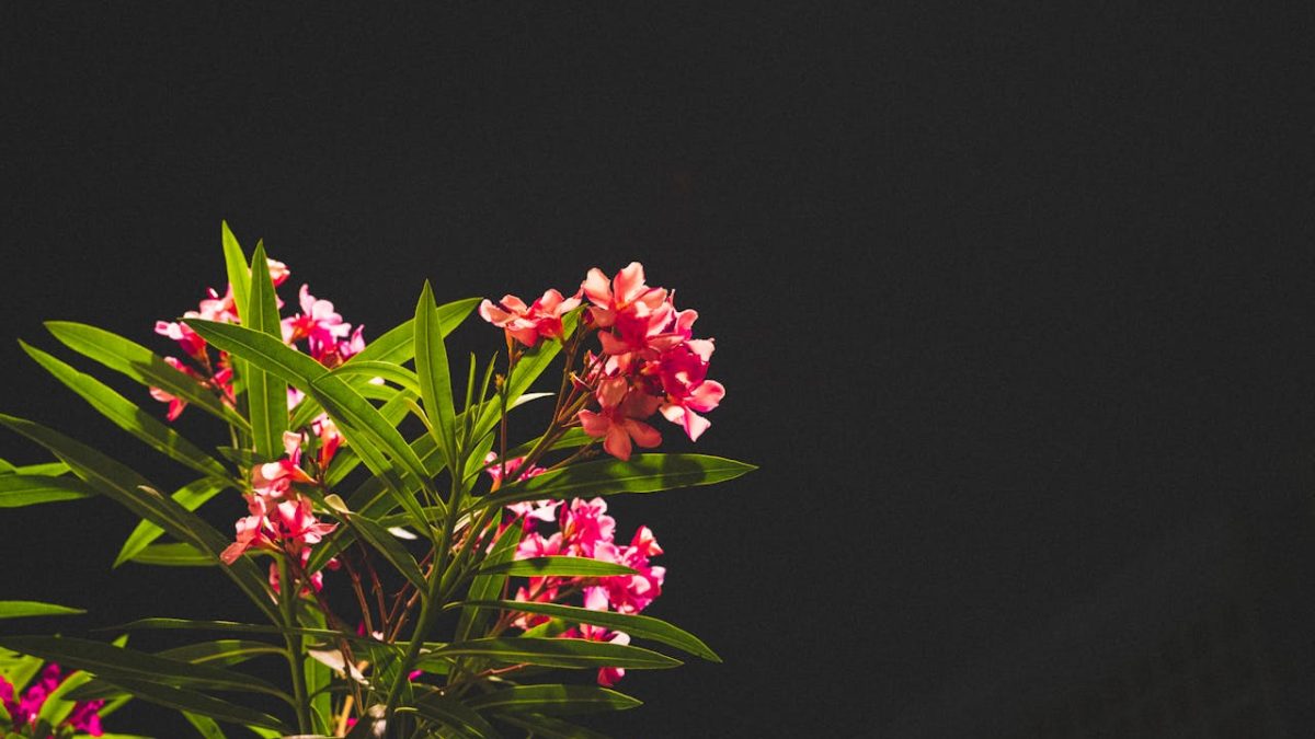 ¿Cuánto crece una adelfa en un año?