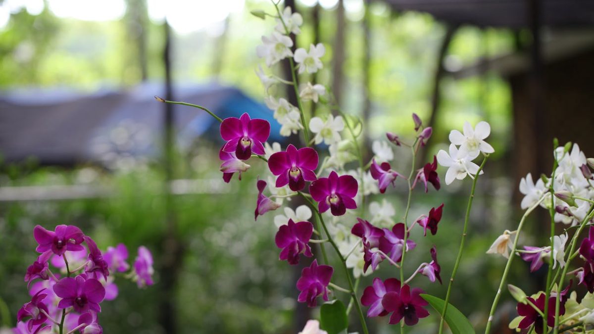 ¿Cómo combatir plagas en orquídeas?