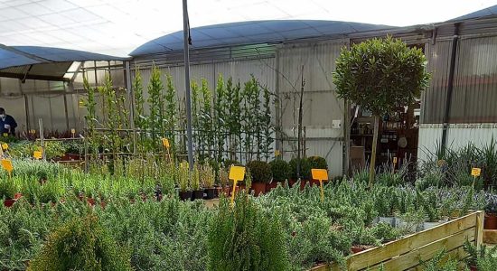 plantas a domicilio online