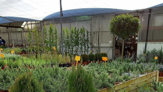 plantas a domicilio online