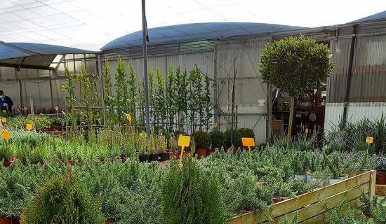plantas a domicilio online