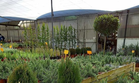 plantas a domicilio online plantas a domicilio online