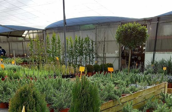 plantas a domicilio online