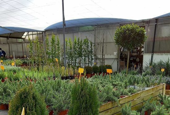 plantas a domicilio online plantas a domicilio online
