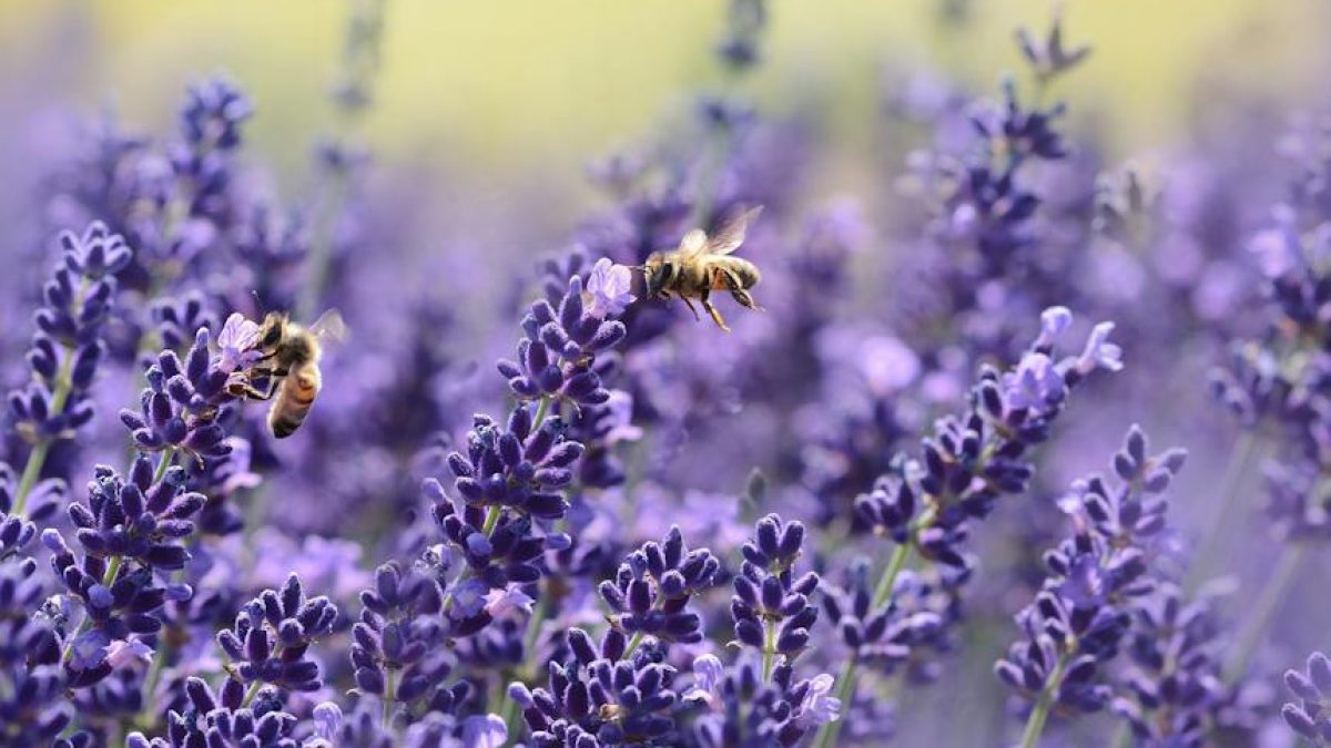 Plantas aromáticas de exterior para todo el año