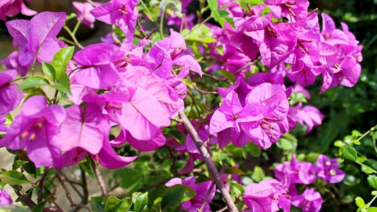 Plantas de exterior resistentes al frío y calor con flores