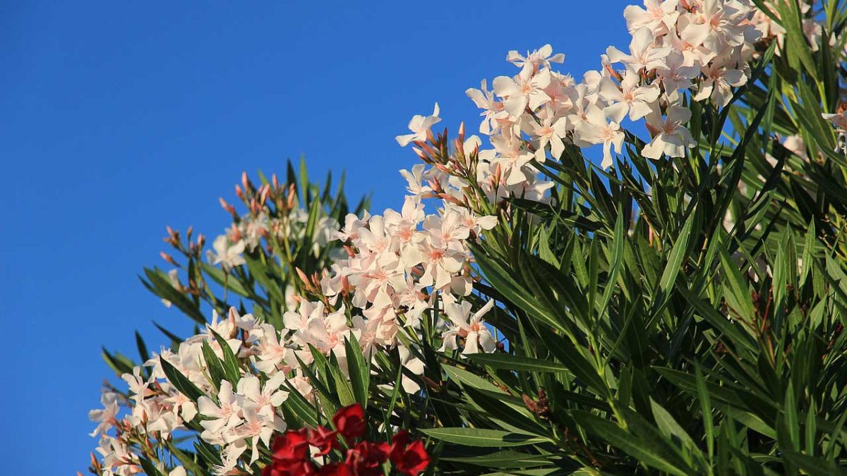 plantas de exterior resistentes al sol y que necesitan poca agua