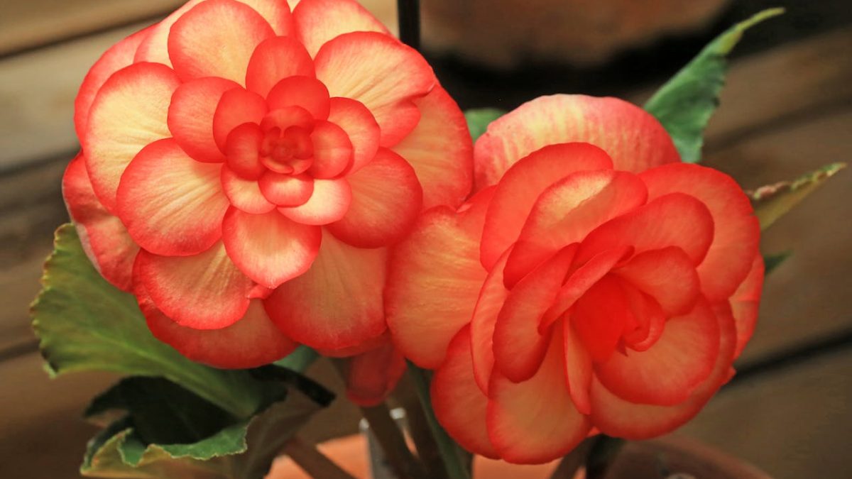 plantas de interior con flor para decorar una casa