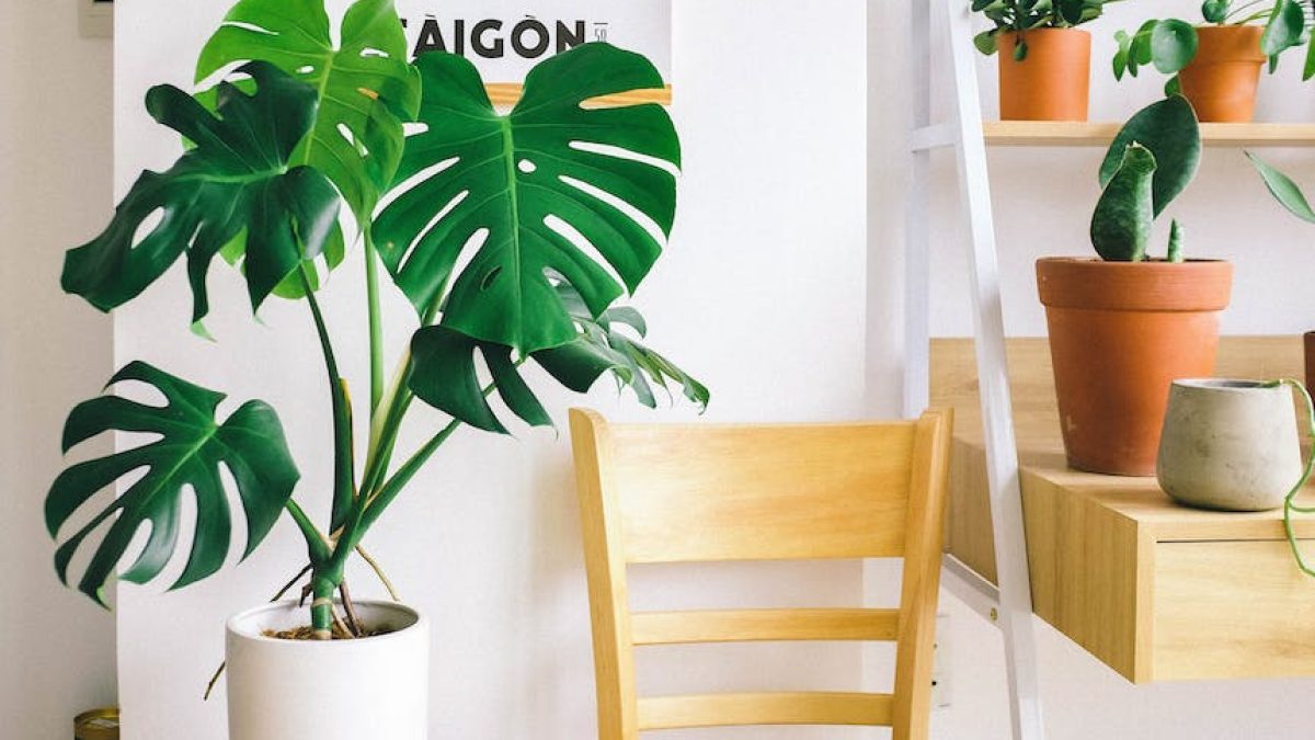 plantas de interior faciles de cuidar