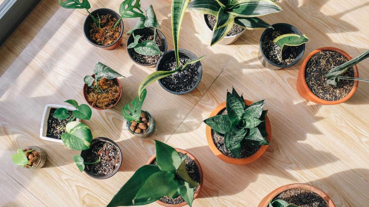 plantas de interior resistentes y faciles de cuidar