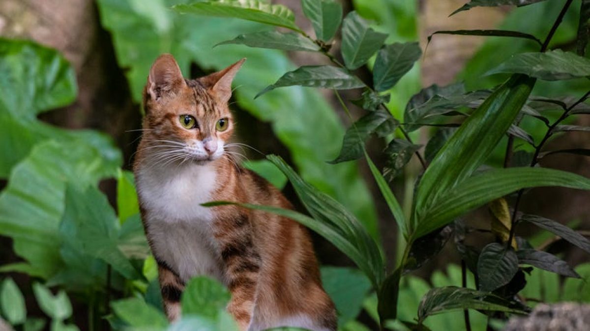 plantas no tóxicas para gatos