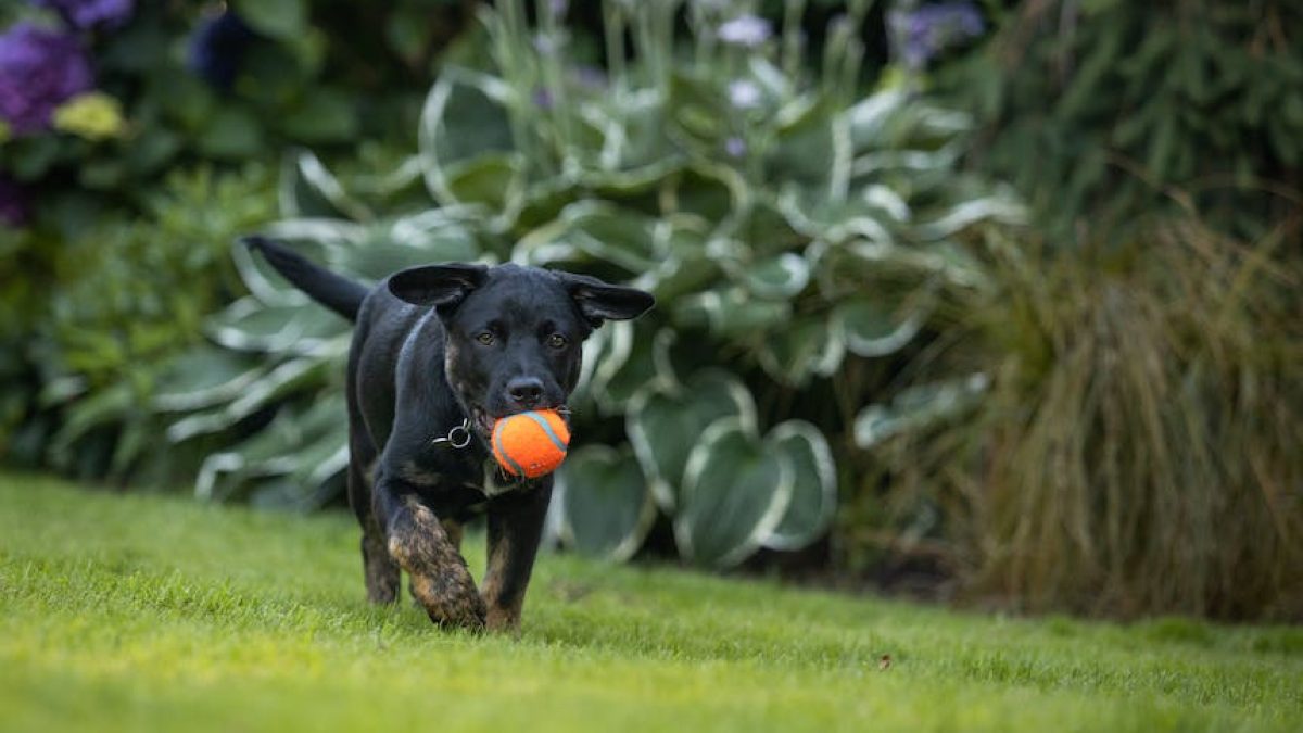 plantas no toxicas para perros
