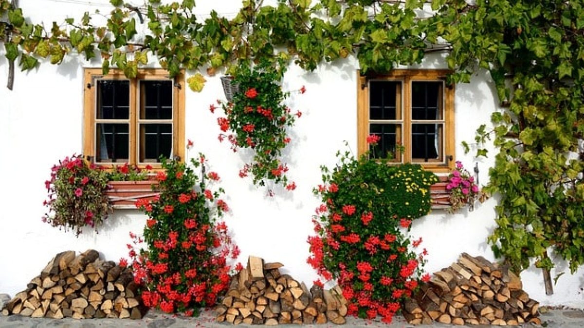 5 plantas trepadoras con flor para el jardín