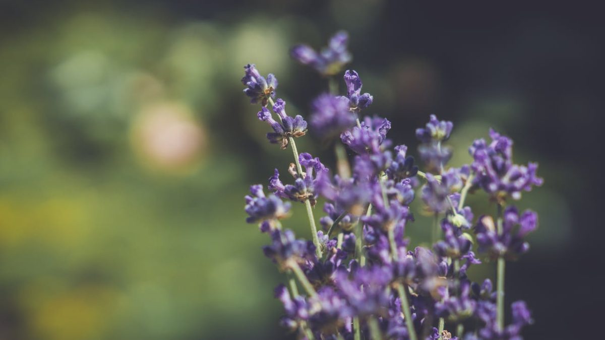 Problemas de la lavanda: plagas y enfermedades comunes en esta planta aromática