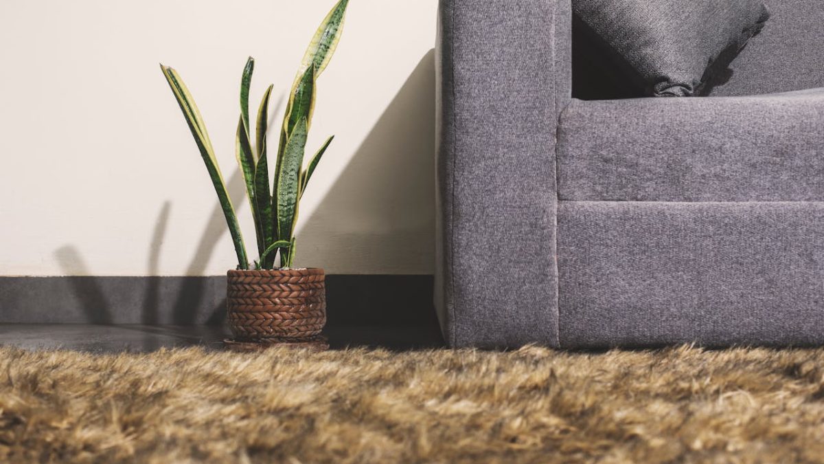 Problemas de la lengua de suegra y cómo recuperar la planta