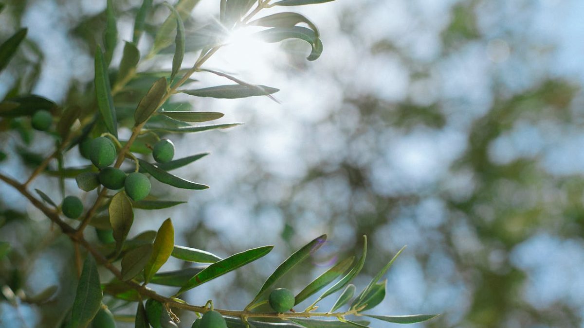 Propiedades de las hojas del olivo: el remedio natural que regula tu tensión y protege tu corazón