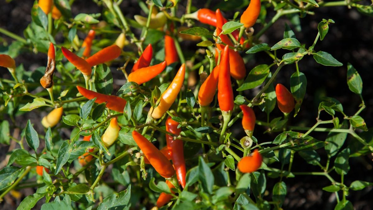 Las propiedades y beneficios de la guindilla más importantes
