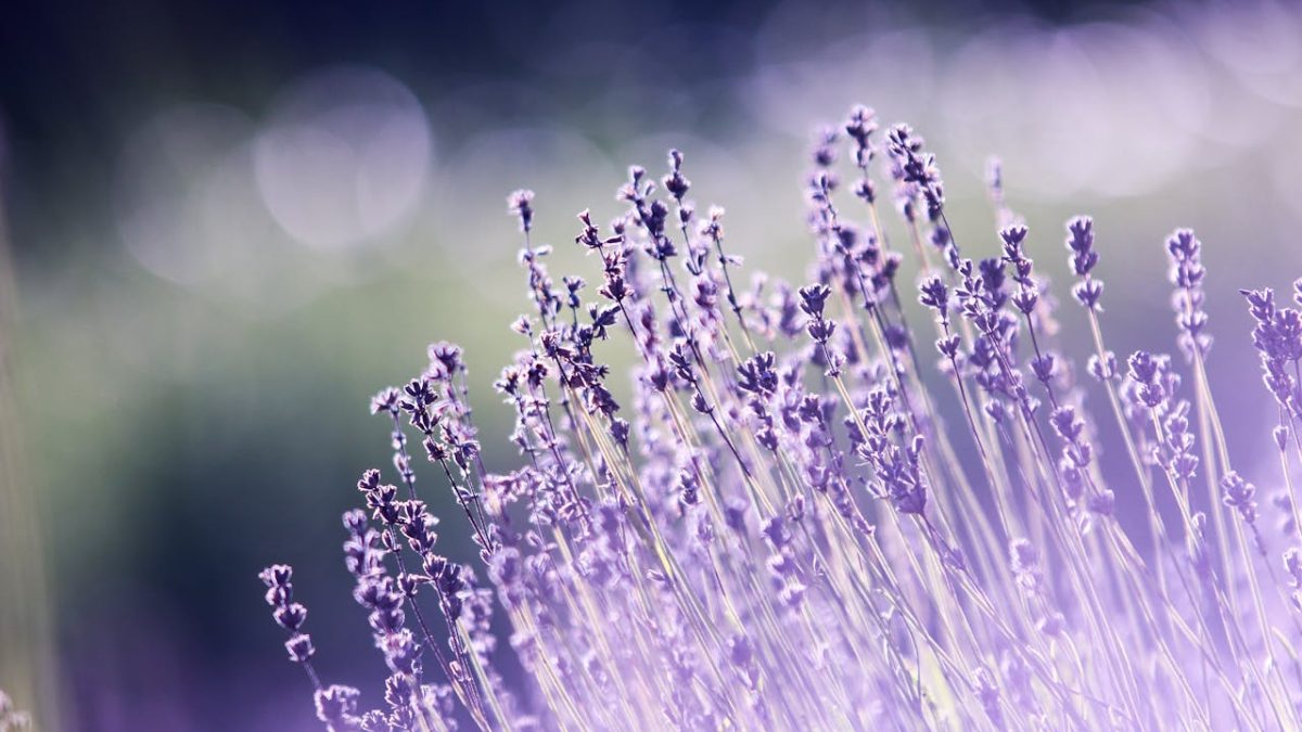Las propiedades y beneficios de la lavanda