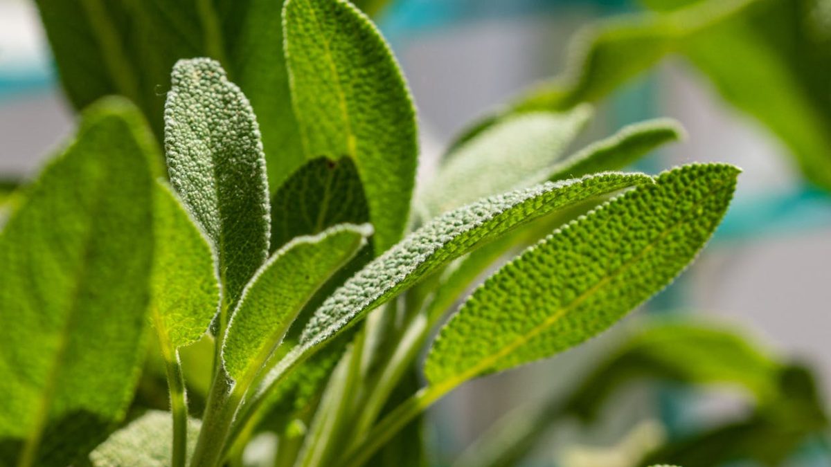 5 beneficios y propiedades de la salvia para tu bienestar que debes conocer
