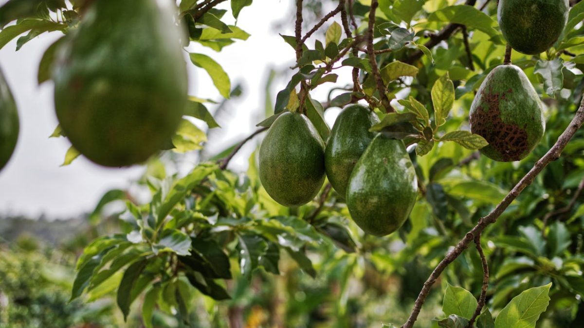 Lo que nadie te contó sobre las propiedades y beneficios del aguacate