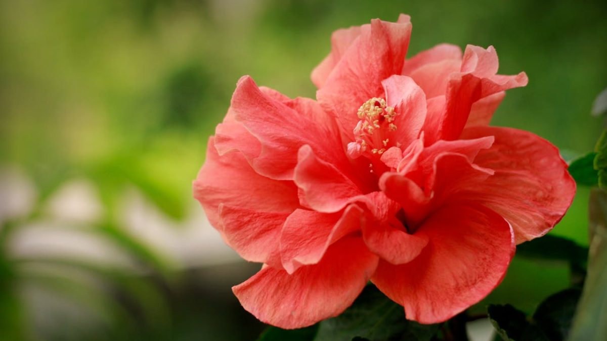 Propiedades y beneficios del hibisco más destacados