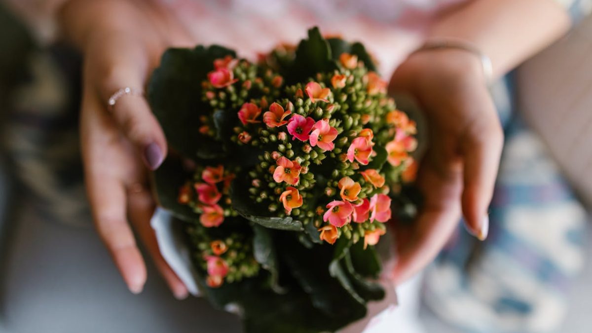 ¿Conoces las propiedades y beneficios del Kalanchoe? Descubre por qué todos hablan de ella