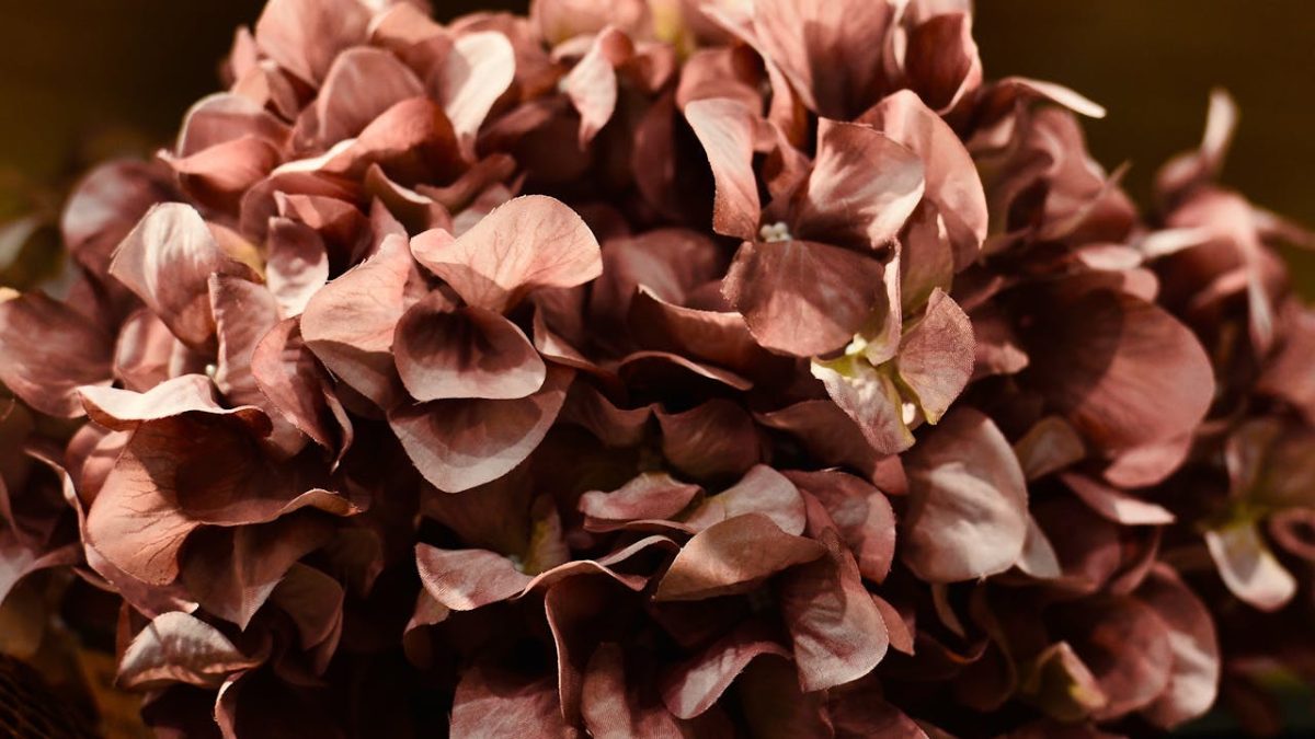 ¿Cómo secar hortensias sin que pierdan color?