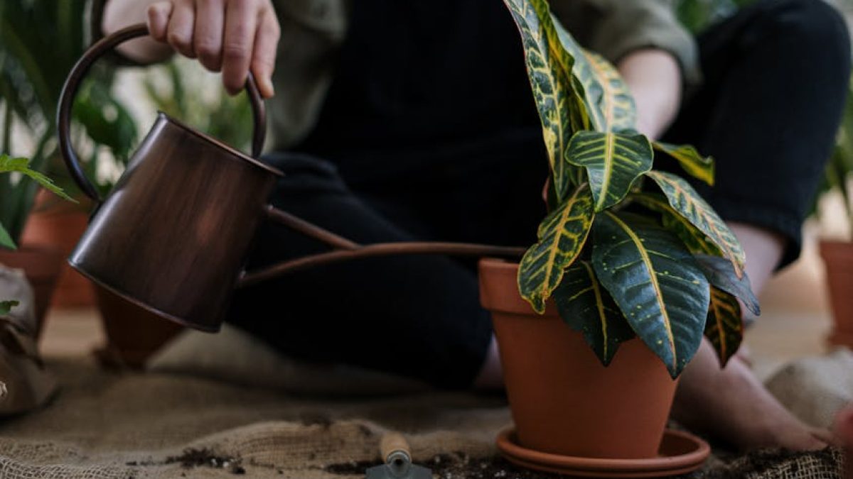 tipos abonos plantas como elegir adecuado