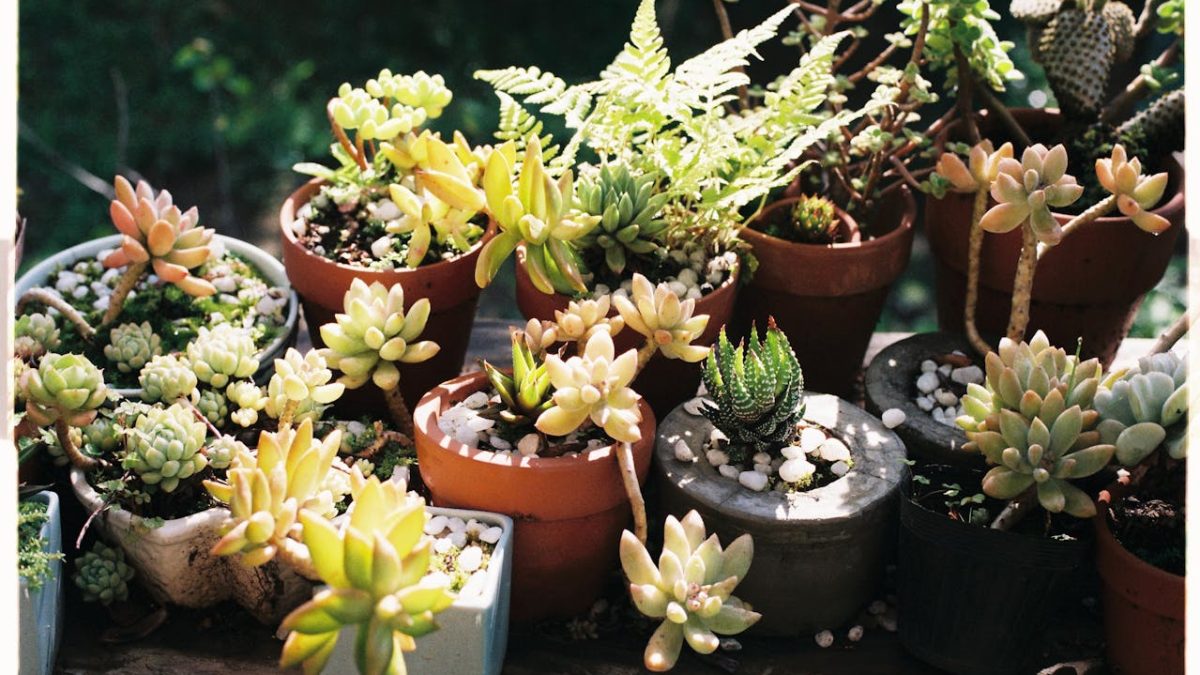 Todo sobre las plantas crasas para tenerlas en casa