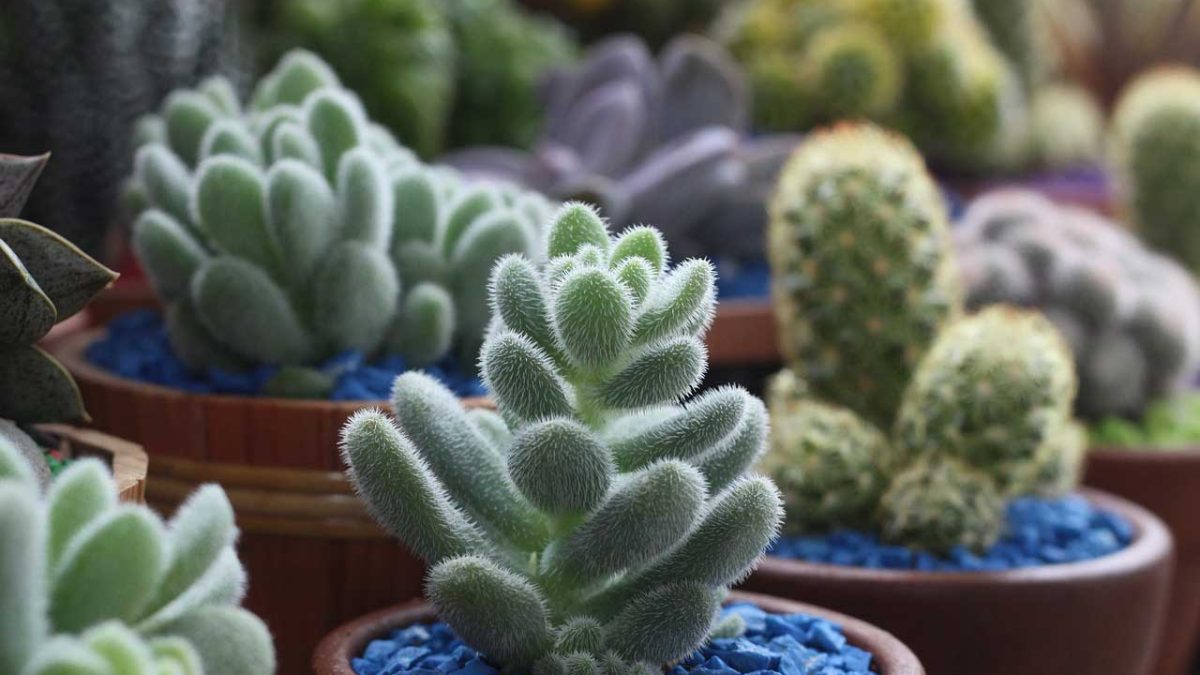 top 10 de las mejores plantas de interior pequenas