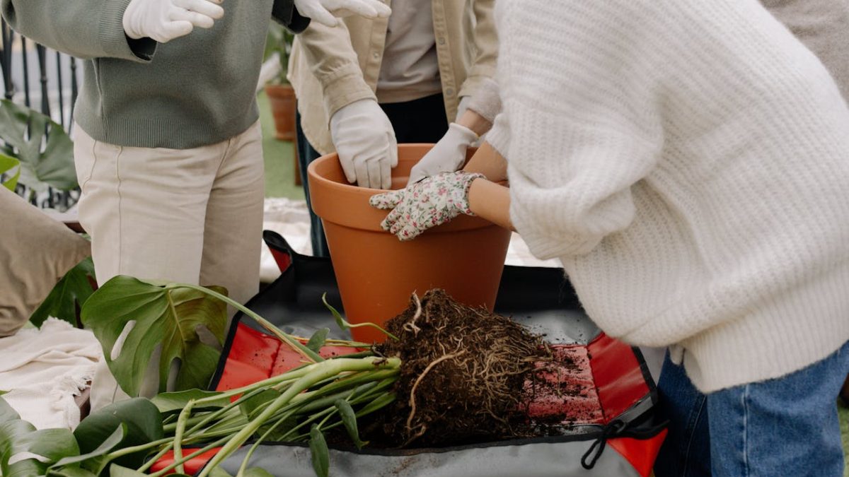 ¿Cuándo se trasplanta la costilla de Adán o monstera?
